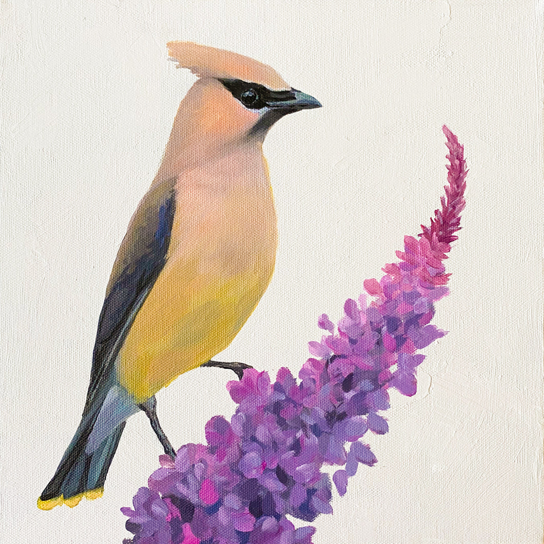 Cedar Waxwing