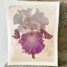 Load image into Gallery viewer, Cozy Iris
