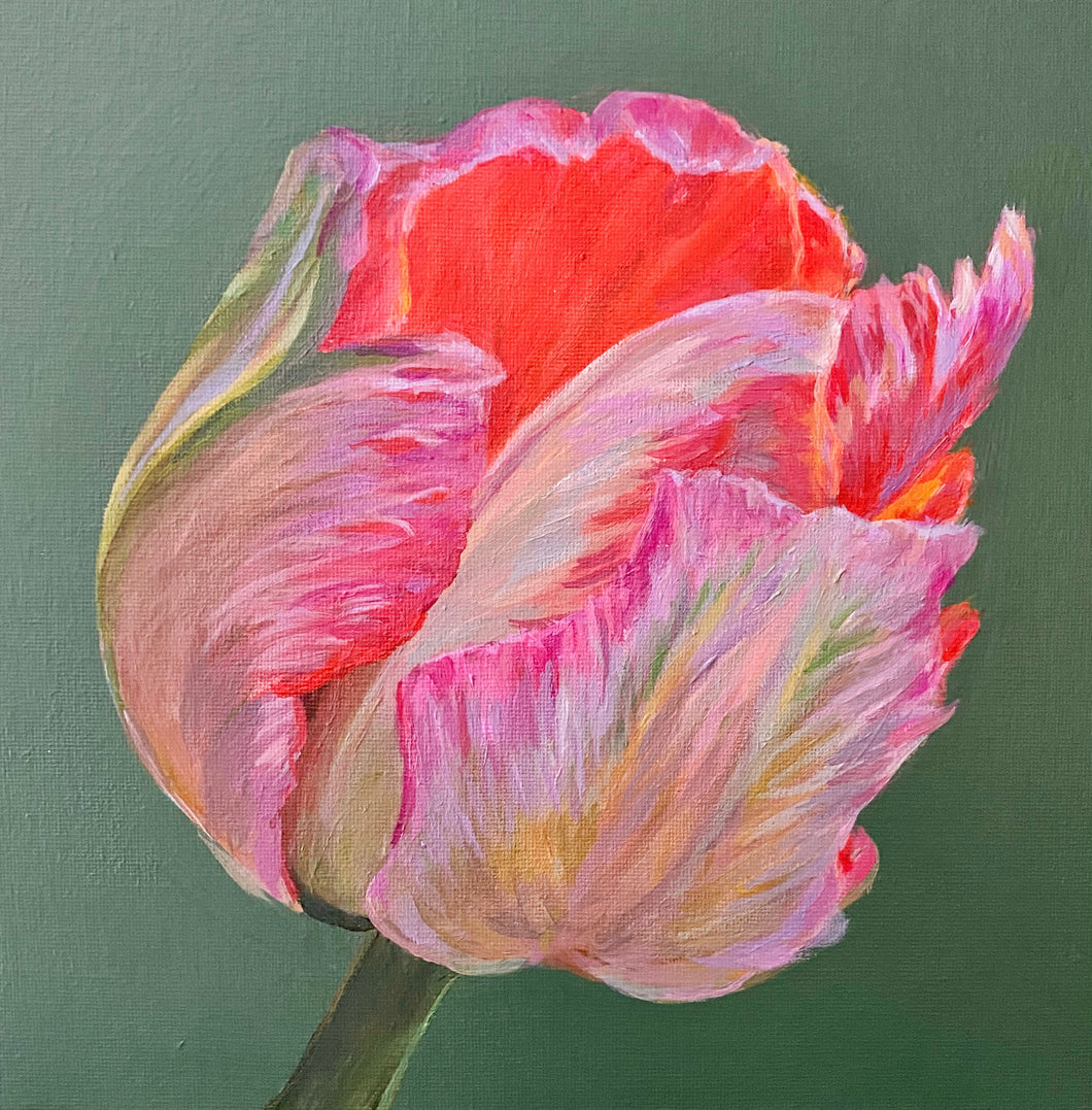 Parrot Tulip